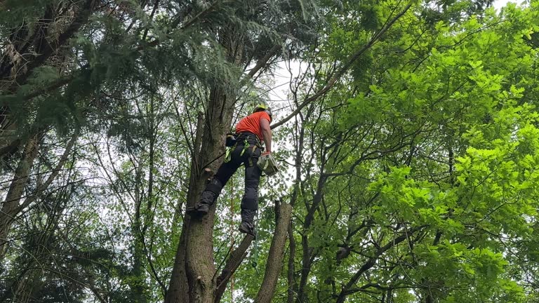 How Our Tree Care Process Works  in  Pagosa Springs, CO